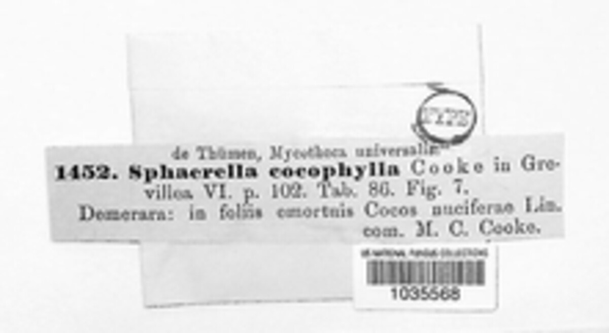 Sphaerella cocophila image